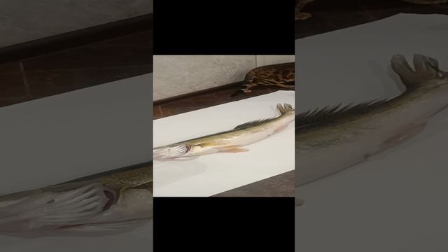 Вернулся сегодня со спонтанной рыбалки. смотреть онлайн