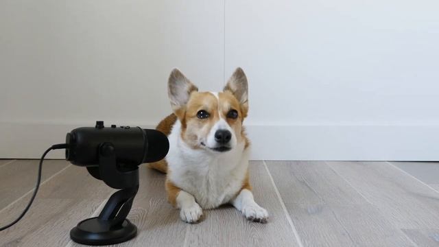 Corgi Eating Apples | ASMR смотреть онлайн