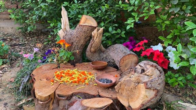 Birds🐦for Cats to Watch Cat TV🐱 in 4K смотреть онлайн