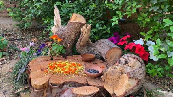 Birds🐦for Cats to Watch Cat TV🐱 in 4K