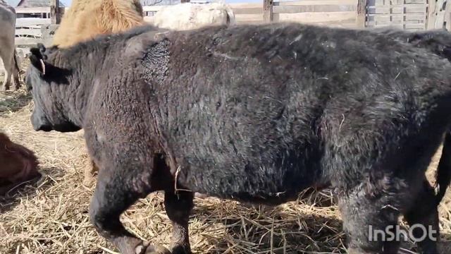 Отправили Лошадей,отёл коровы, обезроживание КРС. смотреть онлайн