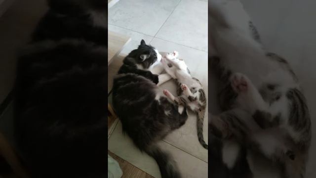 Бои без правил. смотреть онлайн