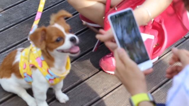 Ulefone Be Touch 2 camera, pretty girl and a cute dog смотреть онлайн