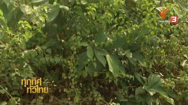 ทุกทิศทั่วไทย : ประเด็นข่าว (4 พ.ค. 59) смотреть онлайн