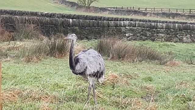 South American Rheas ... all slaughtered exept one ... RIP смотреть онлайн