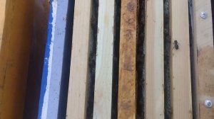 Посадил рой на голую вощину