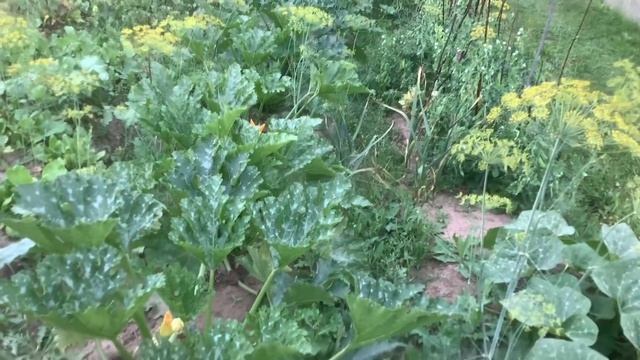 Уборка чеснока. Подготовка клубники к зиме. Кабачки. смотреть онлайн