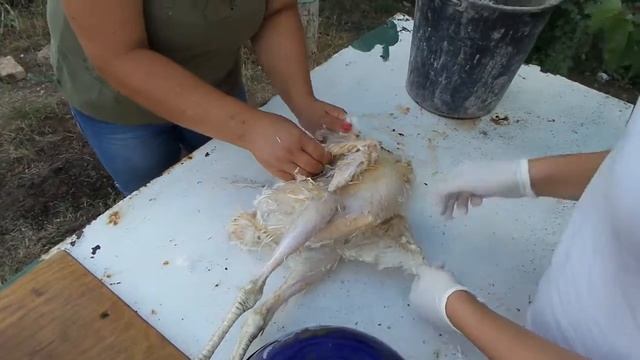 i Ощипывание худосочного индюка возраст 3 месяца Plucking turkey age 3 months 20150824 смотреть онлайн