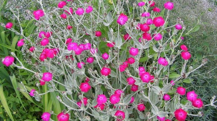 Лихнис корончатый (горицвет кожистый): уход и выращивание в открытом грунте смотреть онлайн