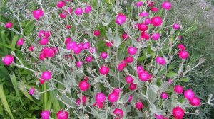 Лихнис корончатый (горицвет кожистый): уход и выращивание в открытом грунте