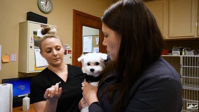 Welcome to Plymouth Heights Pet Hospital смотреть онлайн