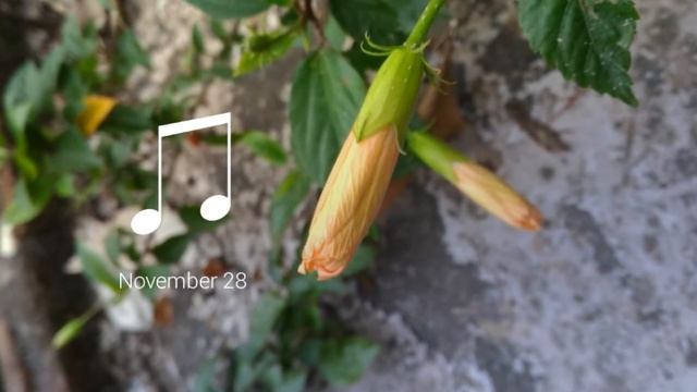 Asus zenfone 2 laser best focused photos смотреть онлайн