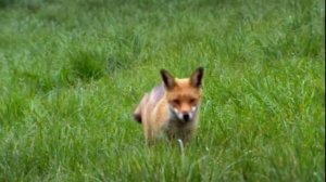 BBC. Твои весёлые друзья зверята 31 серия (документальный сериал, 2004-2009)