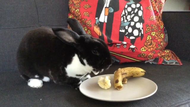 I LIKE TO EAT EAT EAT APPLES AND BANANAS bunny version! смотреть онлайн