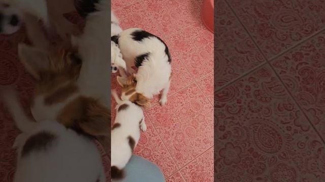 Малыши чихуахуа ищут заботливые ручки и уютный дом смотреть онлайн