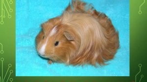 Презентация для детей по Доману. Животные грызуны