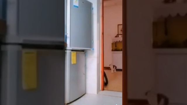 Забавные животные. Прикольные ролики. смотреть онлайн