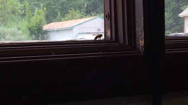 dumb bee thinks he can fly out the window смотреть онлайн