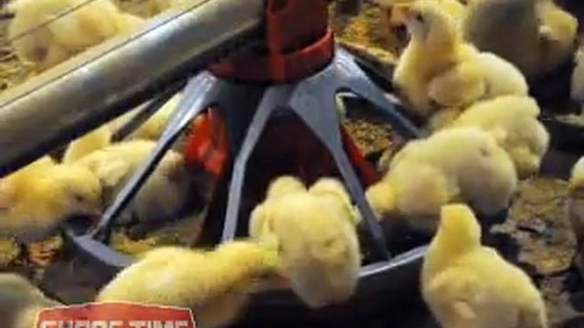 CHORE-TIME® MODEL G™ Feeder with Broiler Chicks смотреть онлайн