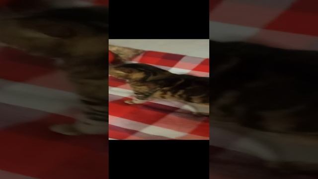 кошка #shorts (18 часть)