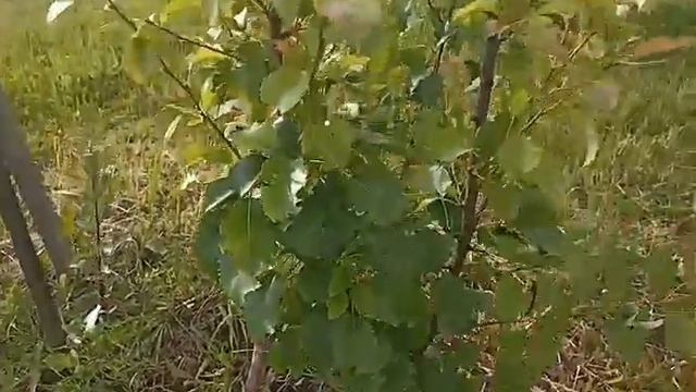 Формирование груши после зимнего подмерзания. смотреть онлайн