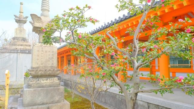 心躍る京都の早咲き桜6選 / 春めき桜 / 知恩院 / 三十三間堂 / 一条戻り橋/豊国神社 смотреть онлайн