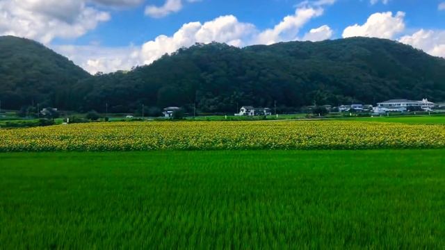 amazing Sunflower field, Sayouchou,Hyogo,Japan смотреть онлайн