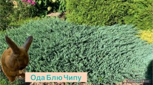 Как я размножаю можжевельник Блю Чип. Прирост саженцев через год