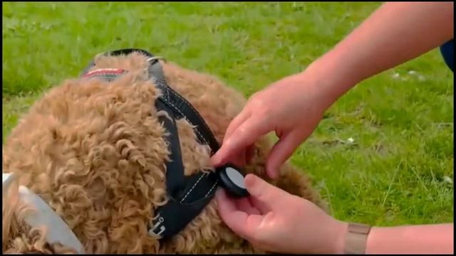 Wairco Snap Case for Apple AirTag - Wearable AirTag Case for Kids, Seniors and Pet Collars смотреть онлайн