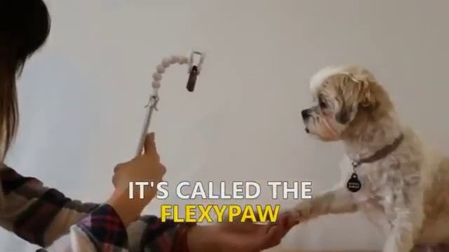 Pet supplies dog toy look camera phone clip смотреть онлайн