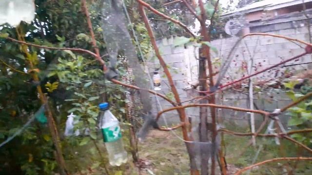 Training your Apple Trees to Fruit in the Tropics смотреть онлайн