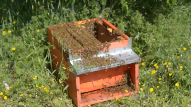 2013 04 23 Recupero Sciame - parte 1 смотреть онлайн