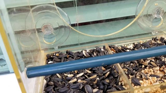 Clear Window Bird Feeder Review смотреть онлайн
