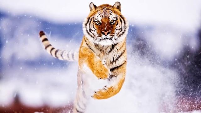 my live wallpapers com Tiger Snow смотреть онлайн