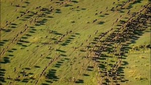 BBC. Твои весёлые друзья зверята 30 серия (документальный сериал, 2004-2009)