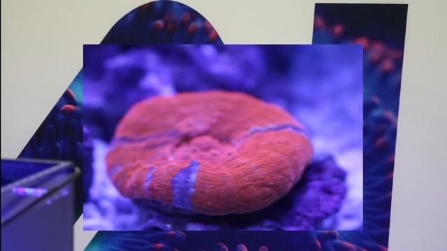 Aqualllumination Reef Tank At Rap 2016 смотреть онлайн