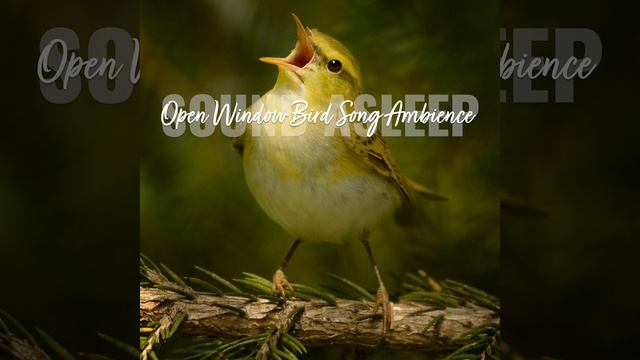 Open Window Bird Song Ambience, Pt. 19 смотреть онлайн