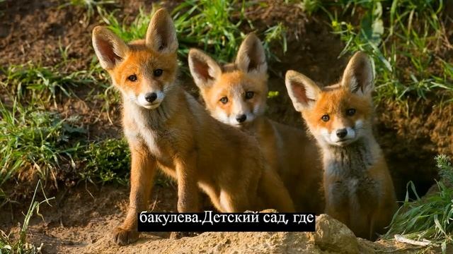 Москвич застрелил с балкона лисят, которые месяц жили в заброшенном садике.НОВОСТИ СОБЫТИЯ смотреть онлайн
