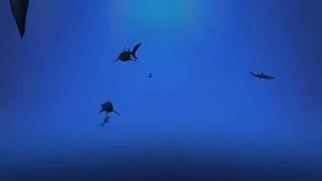 Sharks - Terrors of the Deep screensaver смотреть онлайн