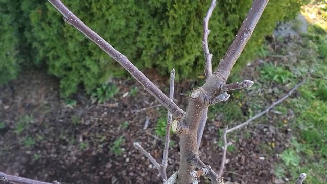 How To Prune 1 Year Old Apple Trees | Modified Central Leader смотреть онлайн