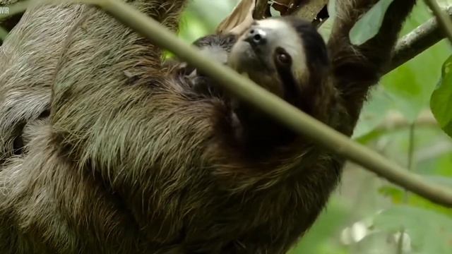 Descubre por qué los osos perezosos son criaturas fascinantes смотреть онлайн