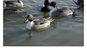 Презентация для детей по Доману. Утки.