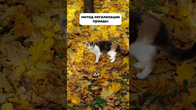 ЧИСТИМ ТЕМУ ИЗОБИЛИЯ смотреть онлайн