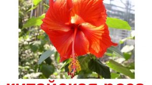 Презентация для детей по Доману. Растения цветы 2