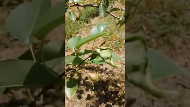 10.06.2024 Талгарская красавица 9 лет