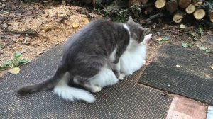 家貓 Делаем котят ВСЕМ МИРОМ!!!