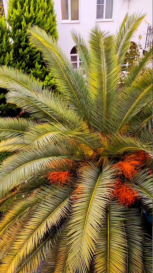 Сочи в ноябре. Вид из окна отеля МИО смотреть онлайн