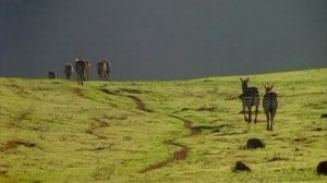 BBC. Твои весёлые друзья зверята 42 серия (документальный сериал, 2004-2009)