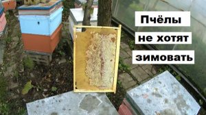 Остановка упрямых пчелиных семей