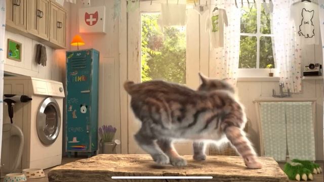 Little Kitten My Favorite Cat Cute Kitten Advemtures CAT IN REAL LIFE Best App for Kids смотреть онлайн